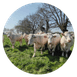 Chevaux, élevage et nature